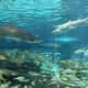 The shark tank at this aquarium is large, with many species!