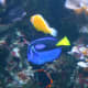 Our boys loved these fish and were excited to see a real life "Nemo" and "Dory."