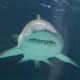 A shark heads right toward us in the shark tunnel at the Ripley's Aquarium!