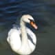 A mute swan at Lost Lagoon