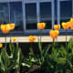 Tulips in front of the Coal Harbour Community Centre
