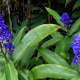 There are some non-native species planted in the arboretum like this beautiful blue ginger (Dichorisandra thyrsiflora)