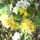 Yellow lehua flowers (Metrosideros polymorpha)