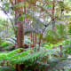 Hapu&rsquo;u tree fern (Cibotium glaucum)