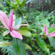 These are not pink flowers! They are the young leaves of the native kolea tree (Myrsine sp.)