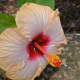 Hibiscus flower - Waimea Valley, Oahu