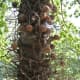 Cannonball Tree - Waimea Valley, Oahu