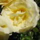 The heart of a rose