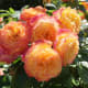 Orange and pink