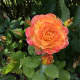 One of my favourite rose colours