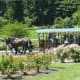 A horse drawn carriage in the rose garden