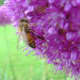 A bee on an allium rosenbachianum (an ornamental onion).