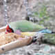Gouldian finch