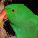 Kiwi, a male Eclectus Parrot