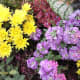 A colourful selection of flowers