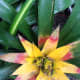 Another bromeliad