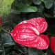 Anthurium, the flamingo lily, or the flamingo flower