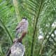 A free flying bird at the Bloedel Conservatory