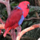 Ruby, a female Eclectus Parrot