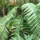 Ferns can be lovely plants.