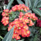 The wide variety of plants that can be seen under the dome is wonderful. This is a kalanchoe.