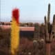 Saguaros, Chihuly glass, and gazing people