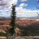 Another view with living and dead trees