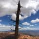 An old dead tree, also referred to as a snag, on the edge of the canyon