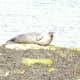 Seal, Aran Islands, Ireland