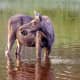 Moose @ Isle Royale National Park, Michigan