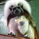 Cotton-topped Tamarin at NEW Zoo in Green Bay, Wisconsin