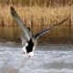 Duck landing at Bay Beach Wildlife Sanctuary at Green Bay, Wisconsin