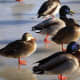 Ducks at Bay Beach Wildlife Sanctuary at Green Bay, Wisconsin