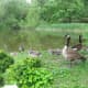 Canadian Geese at Bay Beach Wildlife Sanctuary at Green Bay, Wisconsin