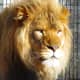 Lion at NEW Zoo in Green Bay, Wisconsin