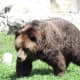 Grizzly Bear at Brookfield Zoo in Chicago, Illinois