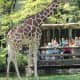 Giraffe at Brookfield Zoo in Chicago, Illinois