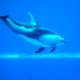 Shedd Aquarium in Chicago, Illinois