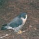 A bird at Busch Gardens circa 2010.
