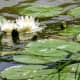 Water Lilies in Marshall Lake