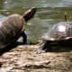 Red-eared slider turtles at Kickerillo-Mischer Preserve
