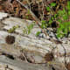 Kickerillo-Mischer Preserve
