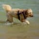 Cute dog playing in the water
