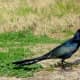 Boat-tailed Grackle at Goforth Park