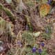 A few hardy bluebonnets mixed in with the cactus at Enchanted Rock State Park
