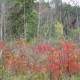 Emerging from the marsh along trail 6