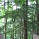 shades-state-park-2