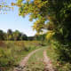Trail 10 emerging from the woods