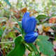 A wildflower along trail 7