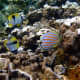Ornate Butterflyfish (with bright orange diagonal lines) and Teardrop Butterflyfish (named for the upside-down teardrop marking on body) feeding on algae.